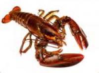 lobster-164479_6664.jpg